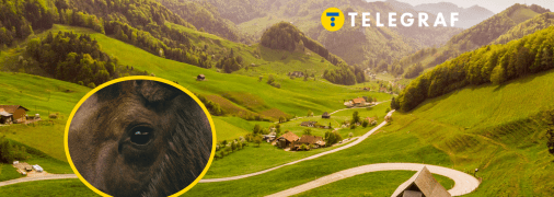 Загадкового гостя помітили в селі на Київщині