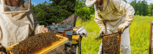 Пчеловоды