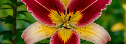 Лілія - доволі вибаглива квітка, яка потребує особливого догляду (зображення створено за допомогою ШІ)