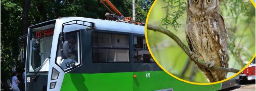 Сова в трамвае