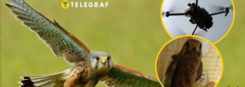 Сокол Шрайк