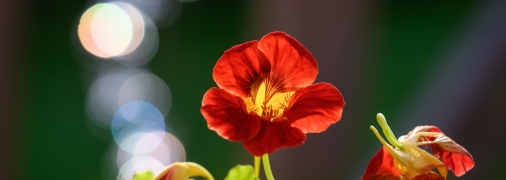 Настурція — чудовий вибір для саду