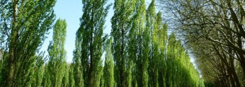 Тополі в СРСР садили в кожному дворі