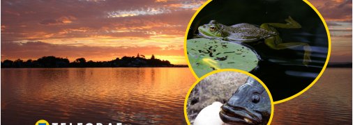 Ця риба-хижак знищує екосистему водойм