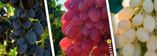 Юпитер, Дынька, Златогор - вошли в список самого вкусного винограда