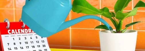 Для большинства растений худшее, что вы можете сделать, — это переборщить с поливом