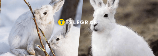 Білий заєць