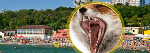 Лисиця, навіть начебто дружня, все ж хижак