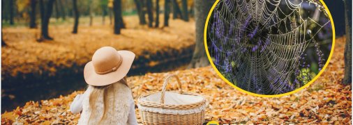 Теплі дні восени — як привіт літа, що минуло