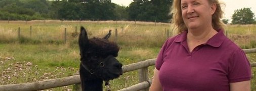 Операция "спасти Джеронимо": десятки тысяч британцев объединились из-за смертного приговора альпаке (видео)