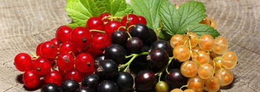 Деякі рослини-конкуренти можуть погубити майбутній врожай