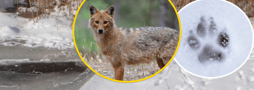 Следы хищников на снегу