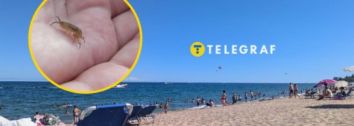 Блохи атакуют украинцев