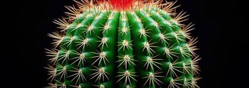 Кактус містить небезпечні речовини