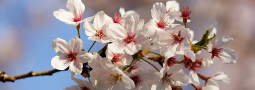 Яке церковне свято 15 березня 2025 - день пам'яті святих мучеників Агапія і шістьох інших