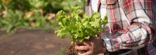 Эти растения идеально подходят для выращивания в сентябре