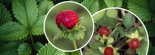 Ця рослина використовується як декоративна