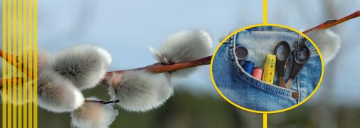 Ветка вербы