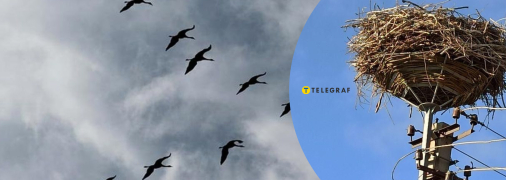 Лелеки на стовпі