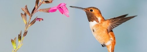 Колибри оказались могут запоминать последовательности чисел