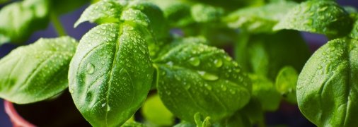 Базилік – символ багатства