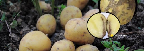 Чорні плями на картоплі – це антракноз