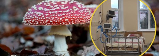 Отравление грибами