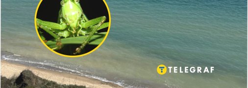 Сарана дісталася моря