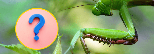 Богомол насмешил соцсети