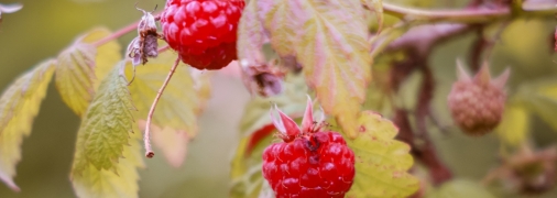 Обрезание кустов важная процедура для сохранения урожая