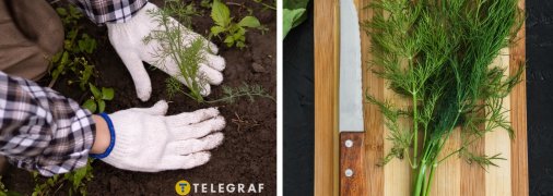 Виростити кріп не складно, головне дотримуватись деяких правил