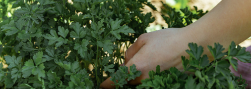 Советы по посадке петрушки