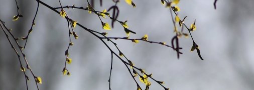 Перші весняні вихідні будуть теплими