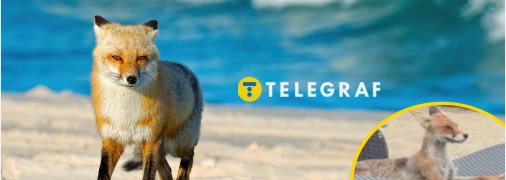 Зоолог розповів про лисицю, яку бачать на пляжі в Одесі