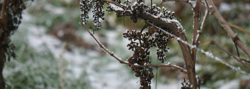 Виноград потрібно готувати до зимівлі
