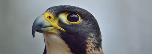 Львів вразив червонокнижний сапсан