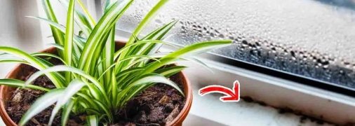 Эти растения устойчивые к влажности