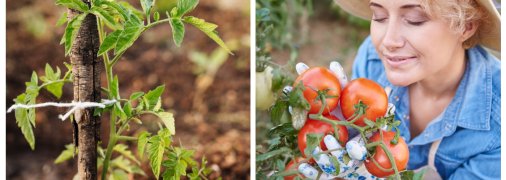 Как правильно подвязывать помидоры