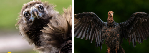 Чорний гриф