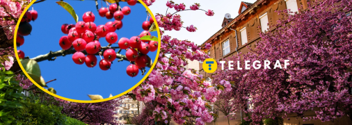 Сакура в Украине