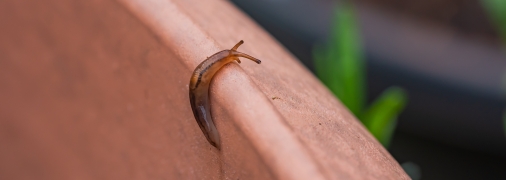 Слимаки — головний біль садівників