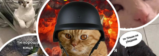 Смешные котики всегда поднимают настроение