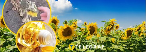 Соняшнику на півдні цього року нелегко