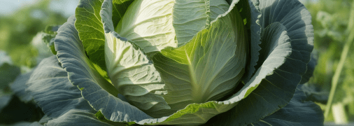 Капуста требует правильной подкормки (изображение создано с помощью ИИ)