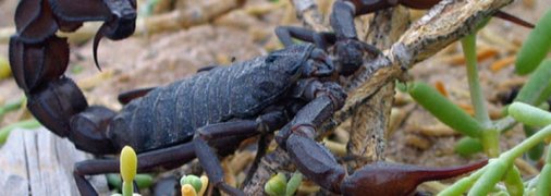 Опасная экзотика под ногами: в Кривом Роге возле больницы ползает скорпион (видео)