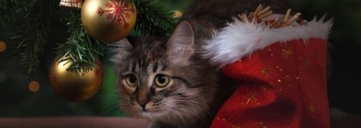 Як прикрасити ялинку до наступного 2023 року