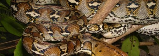 Питон не относится к ядовитым видам рептилий