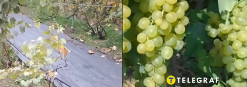 Агроткань в междурядьях виноградника: это просто и удобно