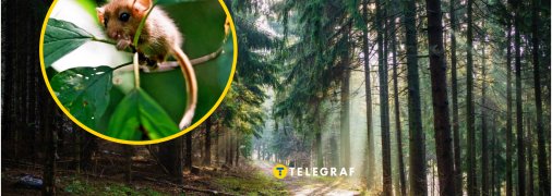 В одній з областей України побачили рідкісну ліщинову соню