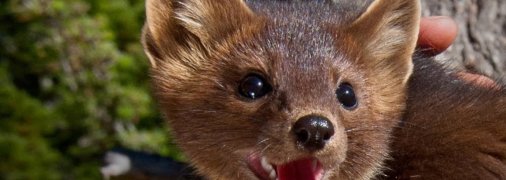 Маленький хижак